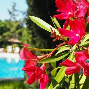 Hotel Joya Park