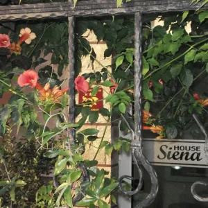 Siena House Sozopol