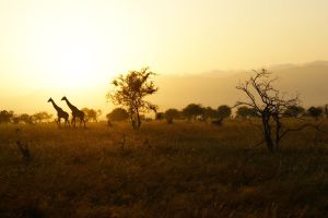 KENYA 2027 - Bun venit in Africa (3*)