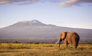 KENYA 2027 - Trio kenyan (3*)