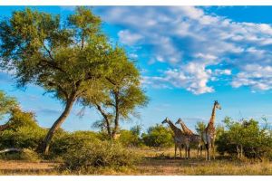 2027 Circuit Africa de Sud, o aventura intre savana si ocean
