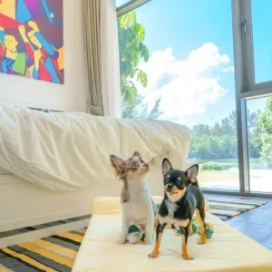 Cassia Phuket