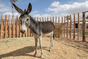 Be Live Experience Marrakech Palmeraie