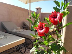 Riad Miral