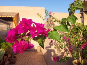 Riad Miral