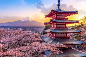Japonia Sarbatoarea Infloririi Ciresilor Sakura — Bucuresti