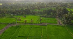 Alila Ubud