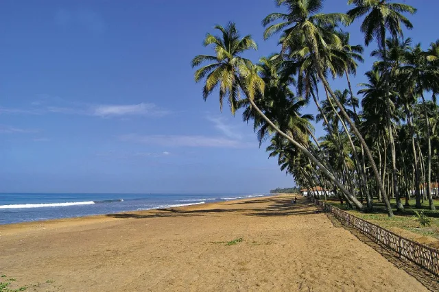 Royal Palms