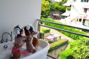 Sugar Palm Grand Hillside Resort