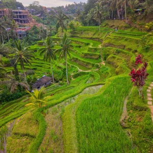 Indonezia