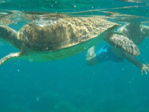 Malama Beach Holiday Village
