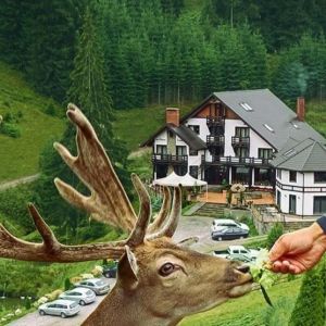 Pensiunea Poiana Izvoarelor