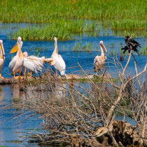 Senior Voyage - Delta Dunarii, nu pot sa cred ca esti la mine in tara ! - Autocar 2026