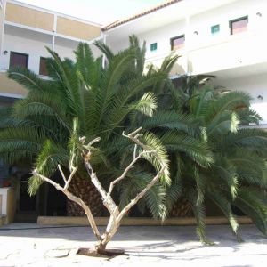 Hotel Aegina