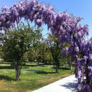 Hotel Garden Resort Bergamot