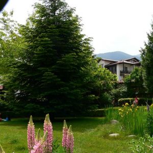 Hotel Tanne