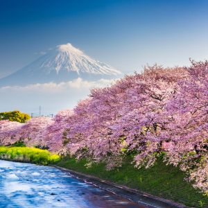 COREEA DE SUD and JAPONIA: Sarbatoarea florilor de cires