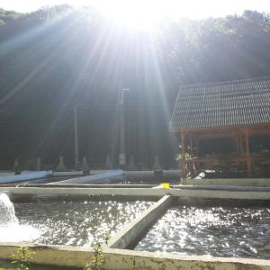 Complex Lostrita
