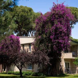Hotel Pine Beach Belek (Ex.Maritim Pine Beach)