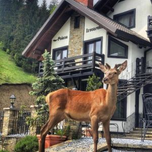 Pensiunea Poiana Izvoarelor