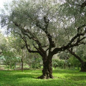 Hotel Castelli