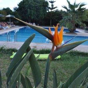 Hotel Stork