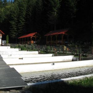 Hotel Paltinis Borsa