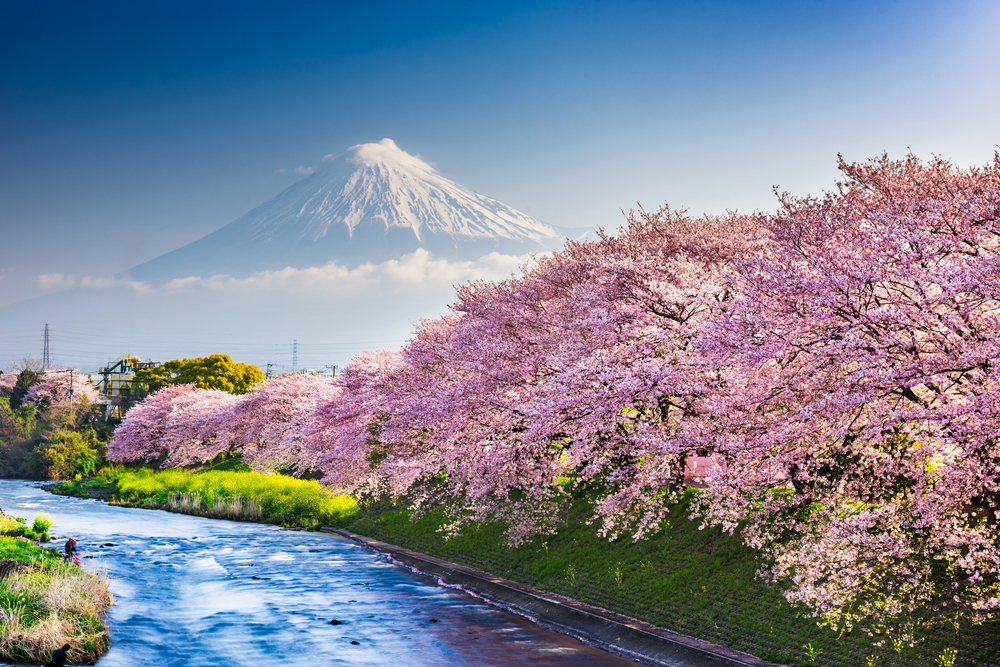 COREEA DE SUD and JAPONIA: Sarbatoarea florilor de cires
