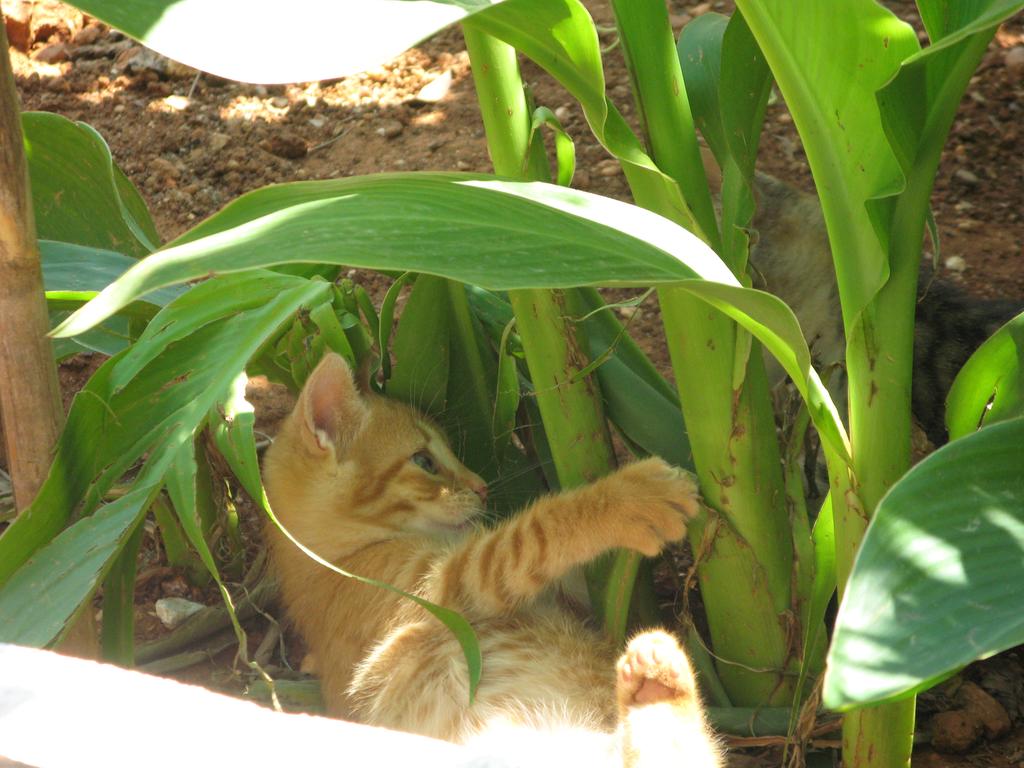 Fotis Studios Apartments